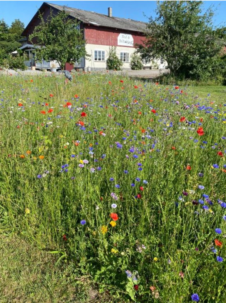 Blomstereng